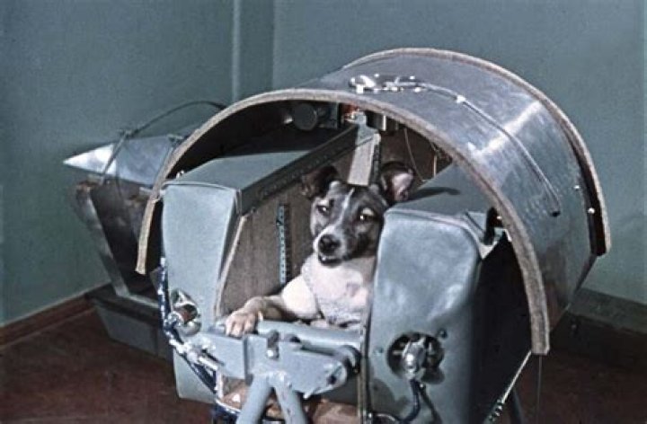 Laika Dog