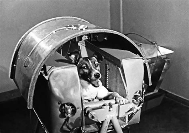 Laika The Space Dog